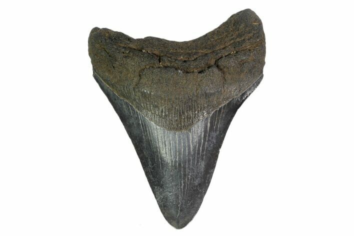 3.84" Fossil Megalodon Tooth - South Carolina